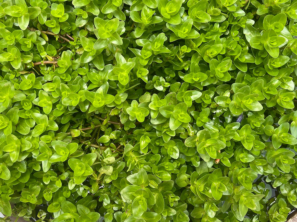 Topbuxus New Zealand Healthy Buxus