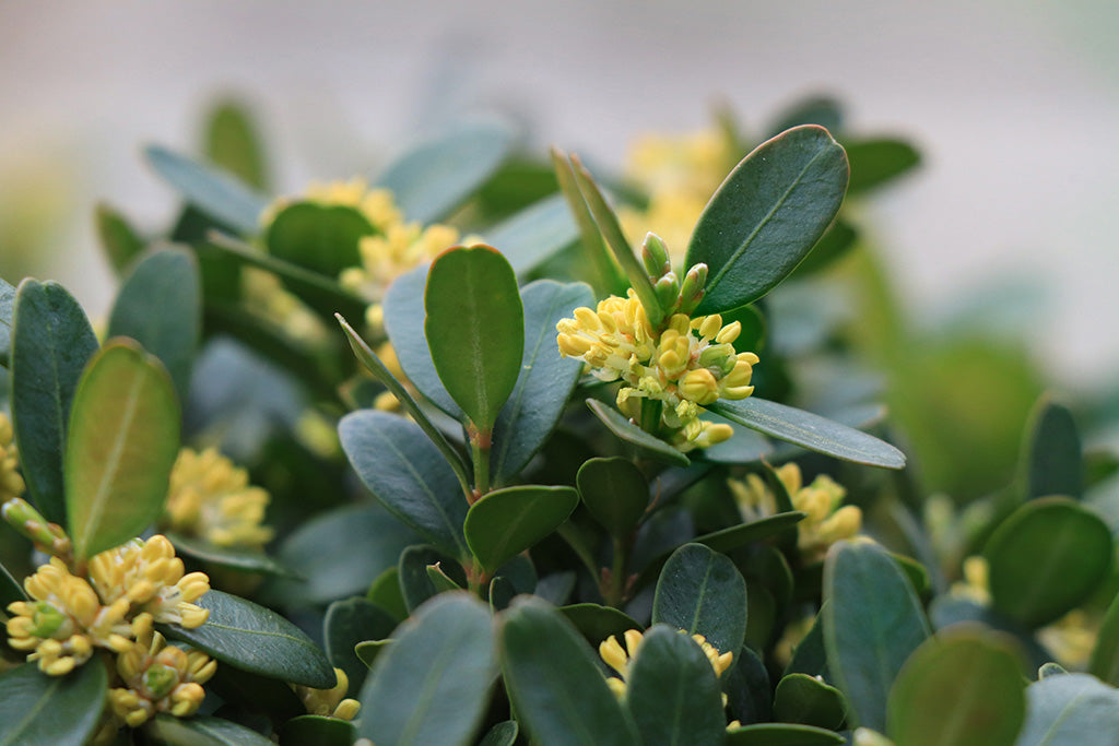 Topbuxus New Zealand Buxus flower