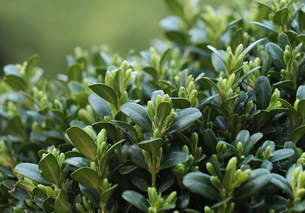 Topbuxus New Zealand Healthy Buxus